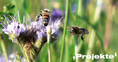 projekte